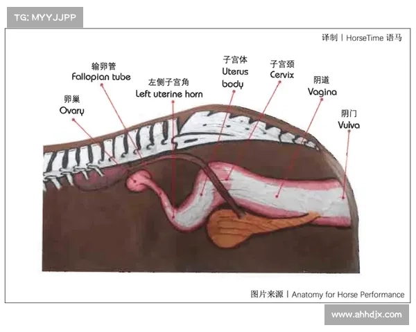 马的脚趾结构解析及其与其他动物脚部结构的异同 马的脚趾结构解析及其与其他动物脚部结构的异同